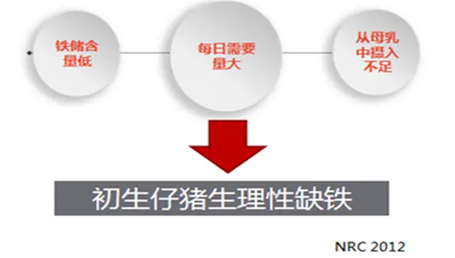 什么肉补铁