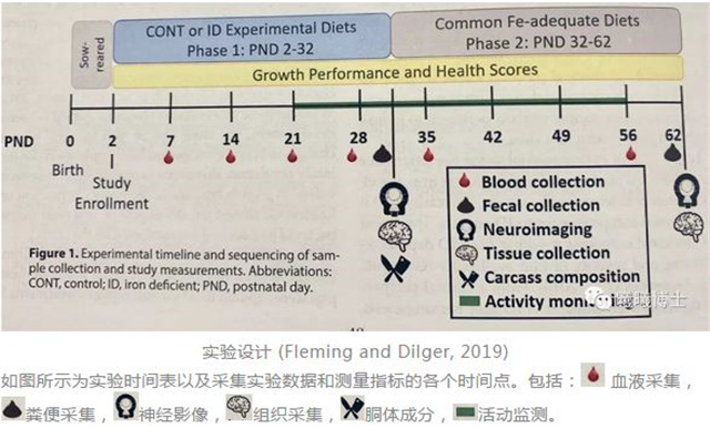 什么肉补铁