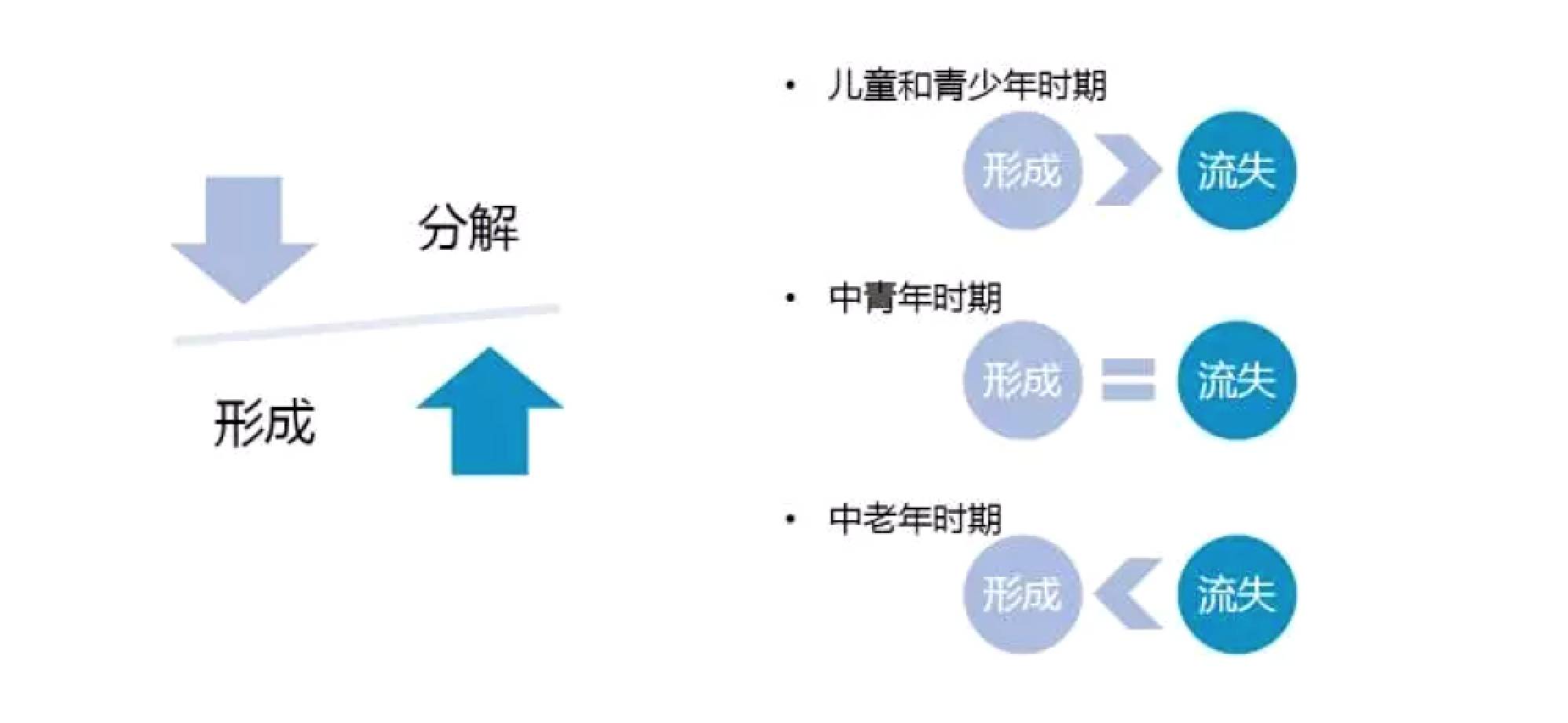 30岁需要补钙吗