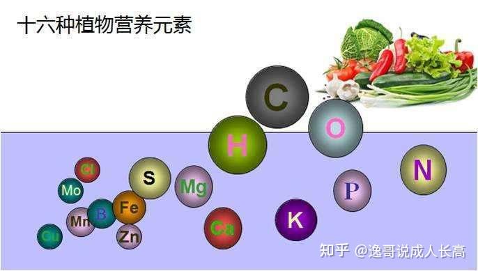 白菜补钙吗