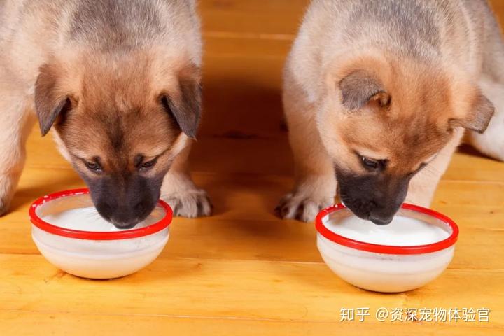 吃肉能补钙吗