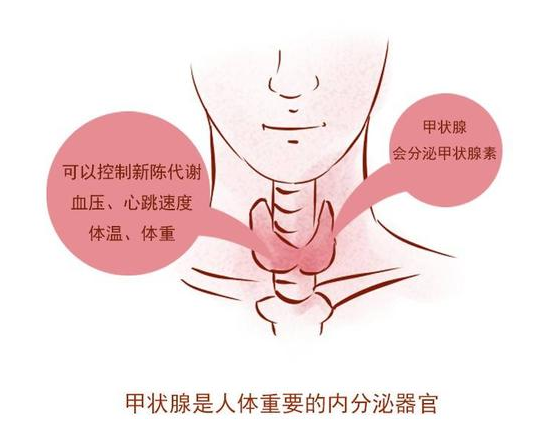 甲状腺手术后为什么要补钙