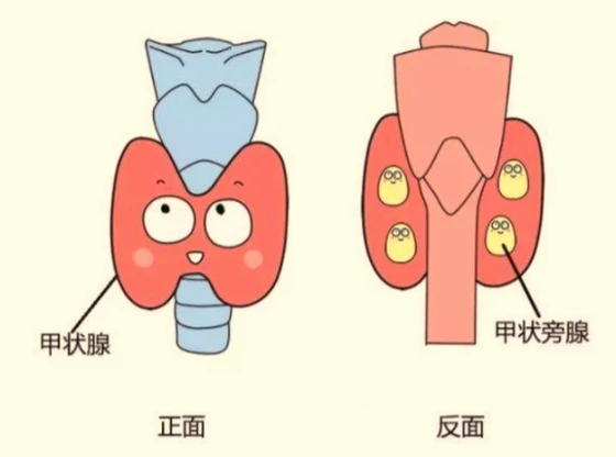 甲状腺手术后为什么要补钙