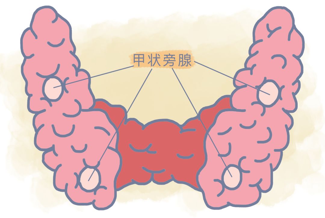 甲状腺手术后为什么要补钙