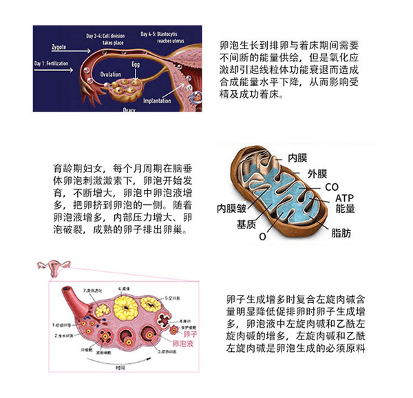 卵子质量可以通过勃锐精来提高