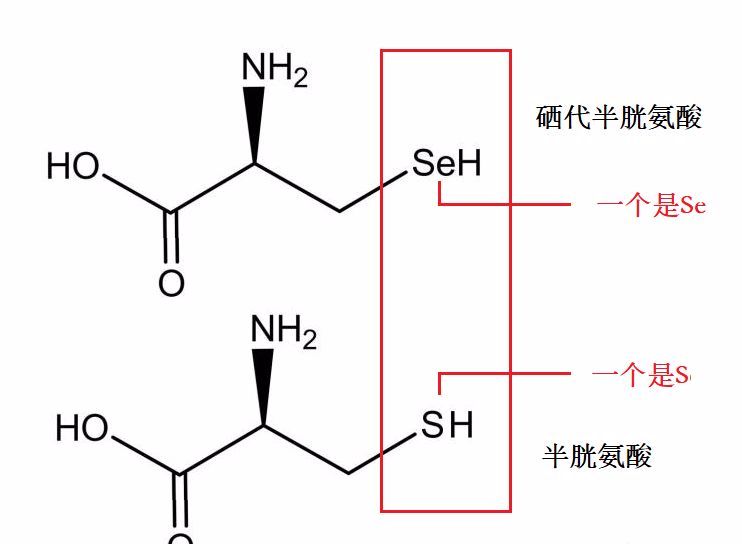 细胞微量元素