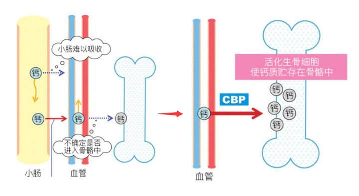 50岁吃什么钙片补钙效果好