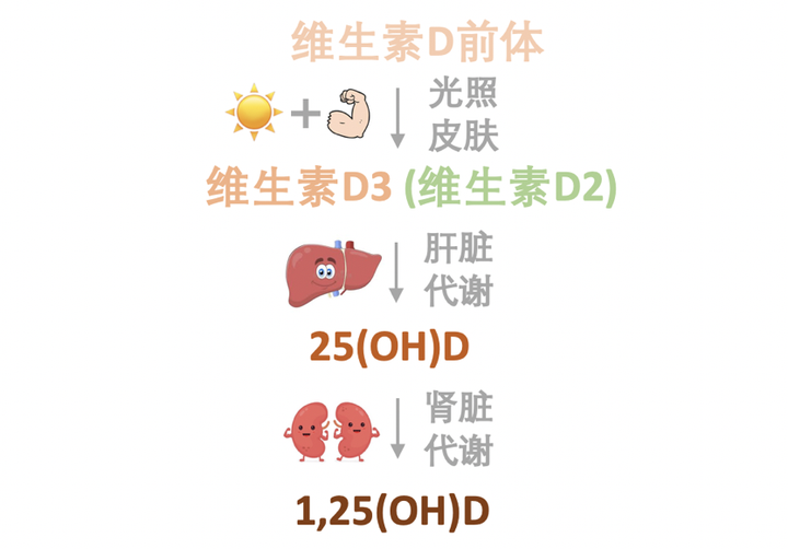 补钙 维生素