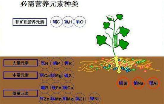 缺乏微量元素怎么补