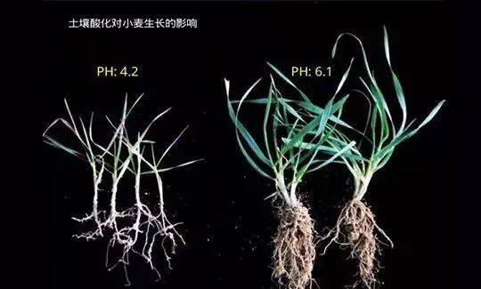 微量元素铜的作用