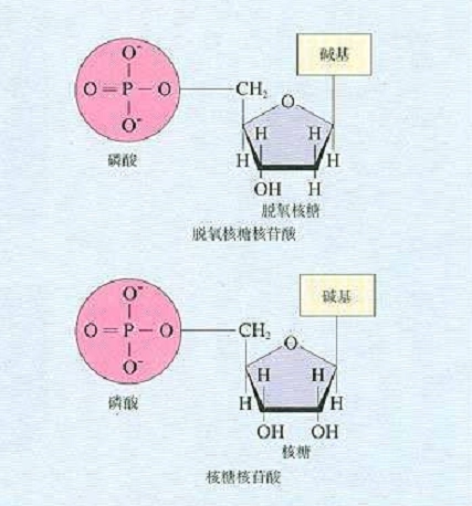 组成细胞的微量元素