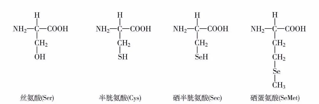 儿童补硒植物活性硒