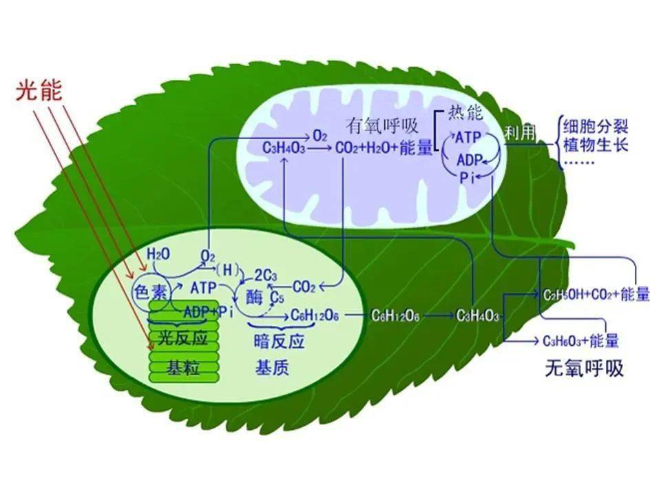 微量元素  铜