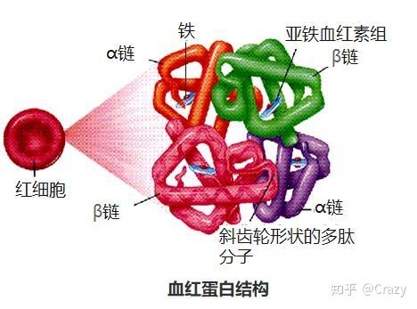 儿童查微量元素多少钱