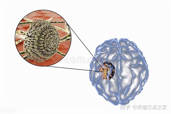 仔猪补硒补中毒咋办