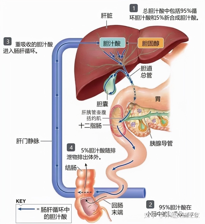 仔猪补硒补中毒咋办