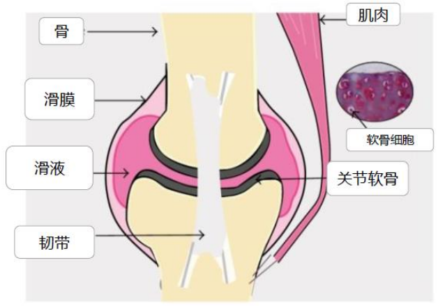 过量补钙