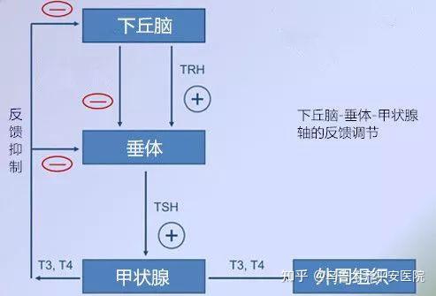 桥本甲状腺结节补硒