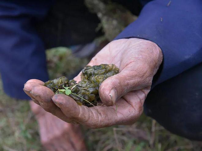 比牛奶还补钙的5种蔬菜