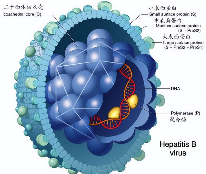 补硒元素清除hpv