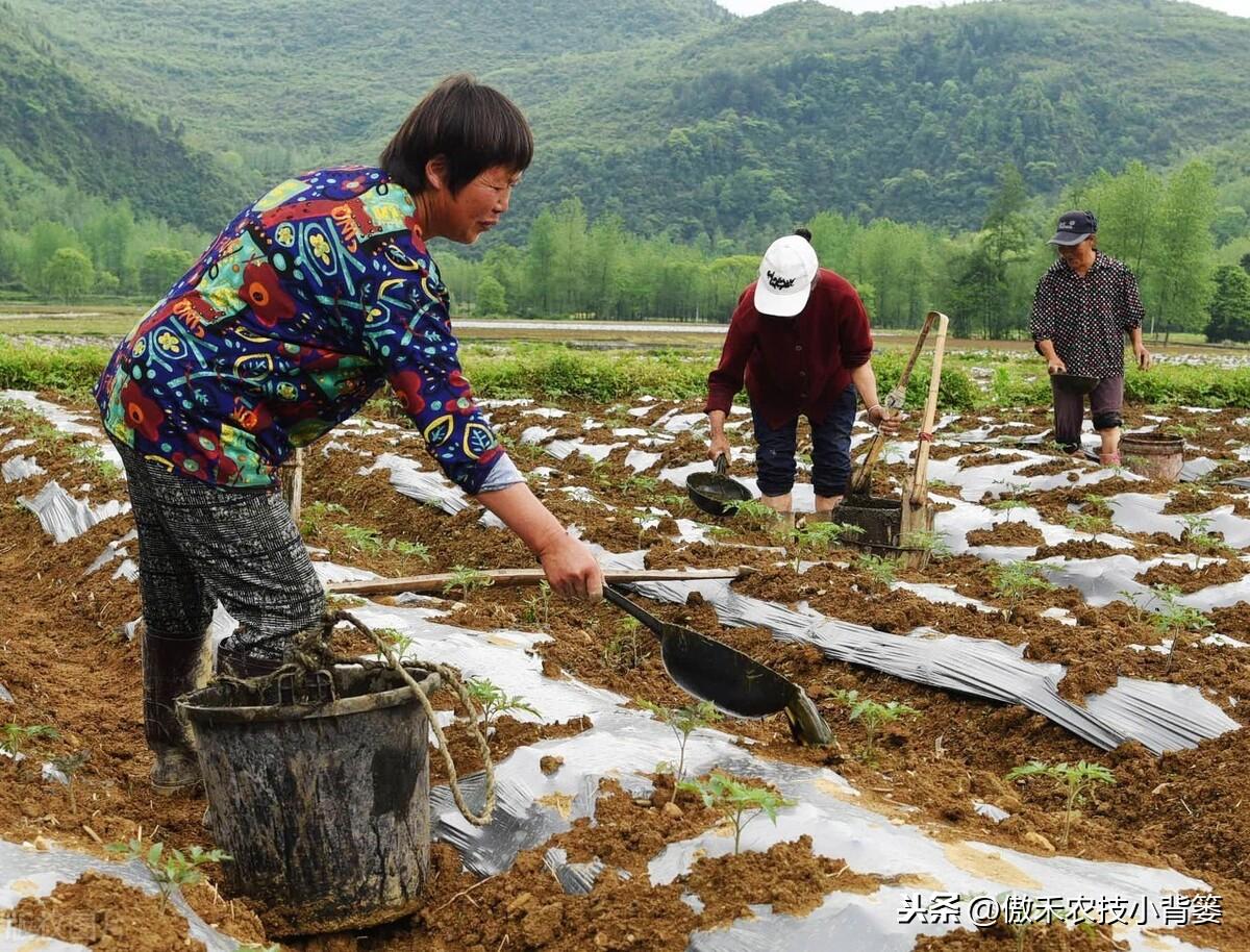 补镁不用补硒可以吗