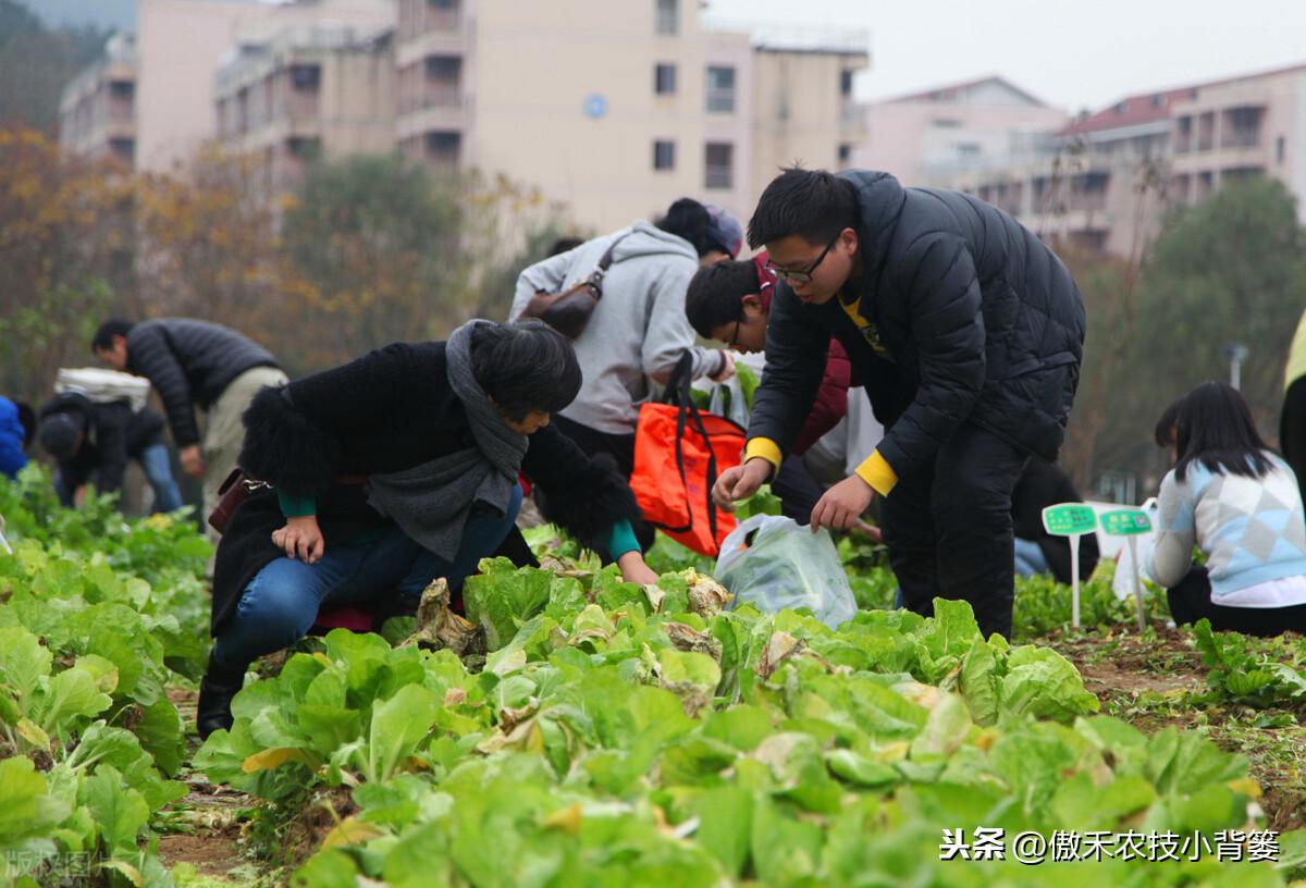 补镁不用补硒可以吗