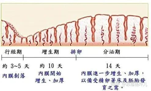 内膜息肉可以补硒吗