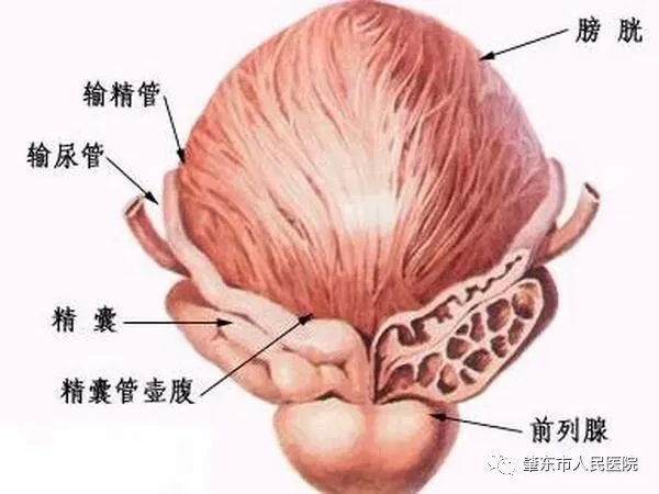 补硒与人体健康视频