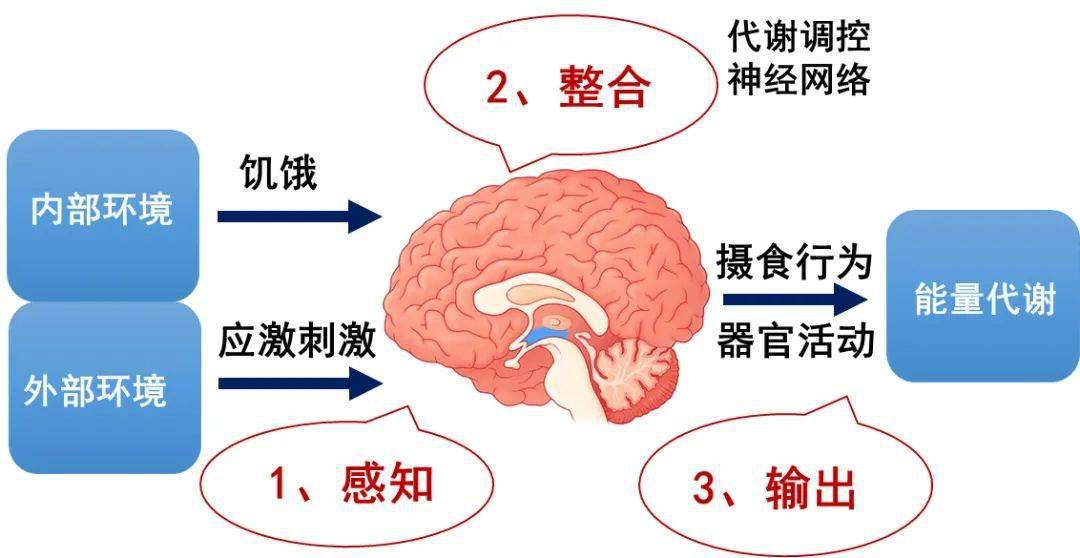 微量元素锌偏低