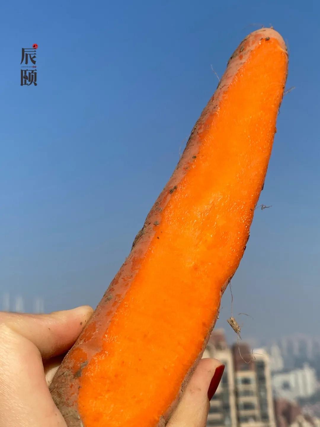 补铁的食物有哪些和水果蔬菜