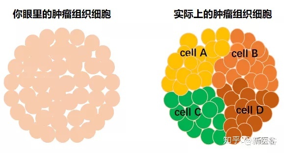 肿瘤病人补什么硒好