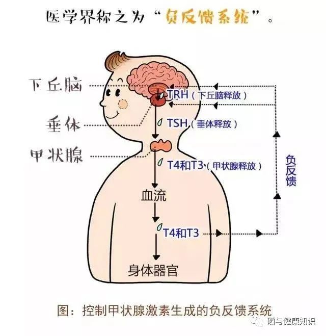 甲亢要补多少硒元素