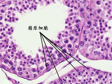 补精子锌硒宝贵不贵