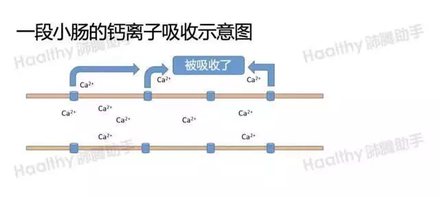 补钙要吃维生素d吗