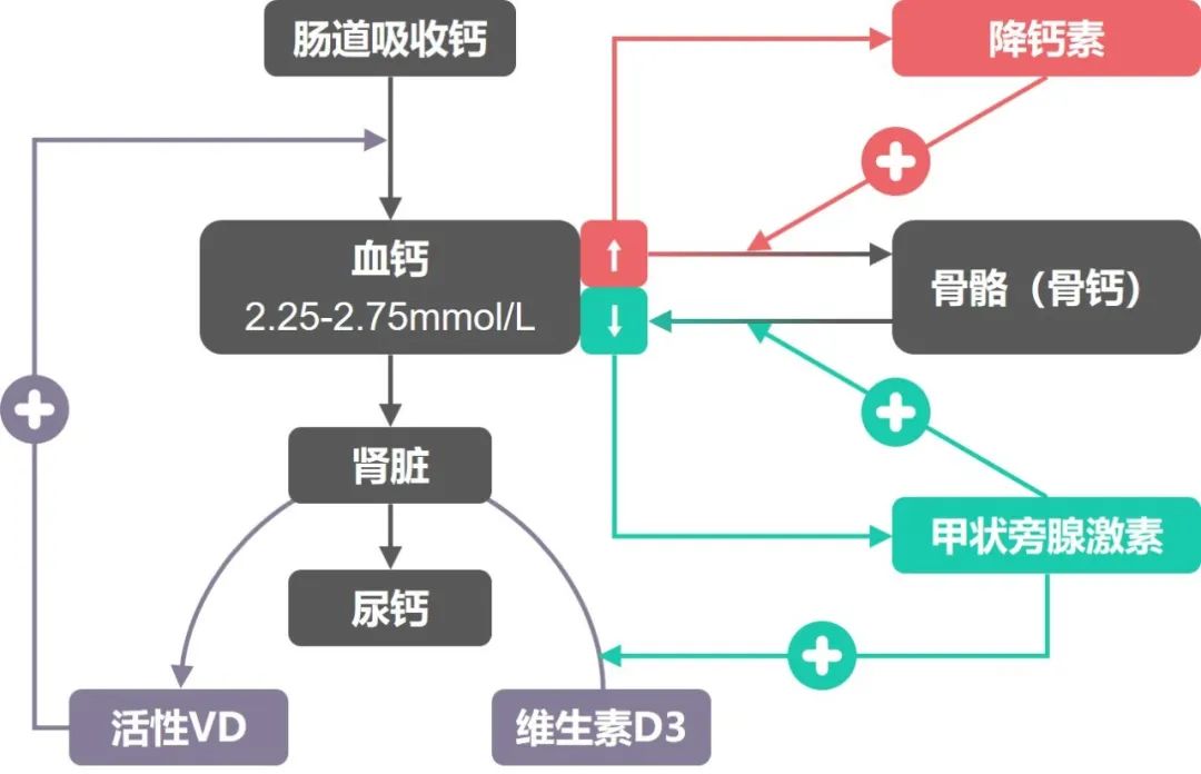 补钙食品有哪些