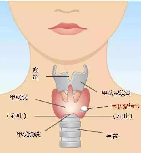 甲状腺结节要补硒吗