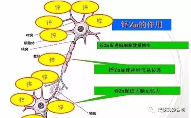 补锌过量