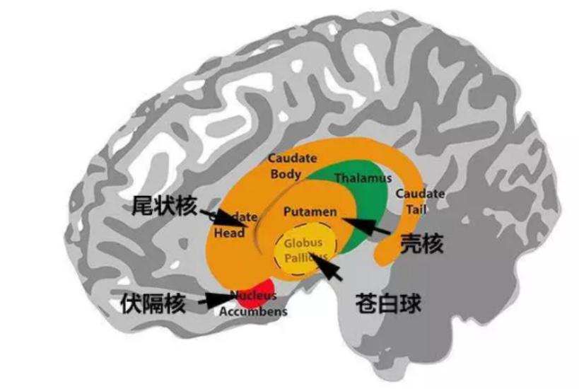 化疗期间补硒吃什么