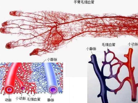 补硒可以增加食欲嘛