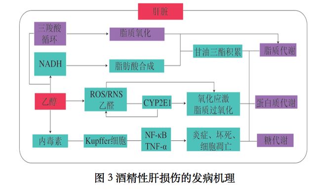 肝病病人吃什么补硒