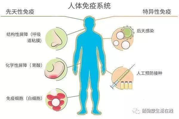 科学补硒与人体免疫