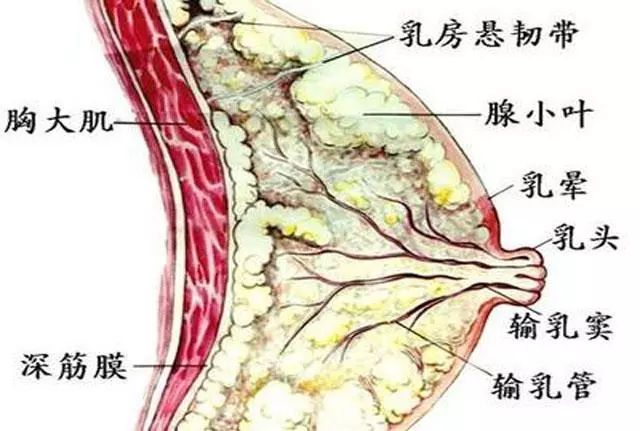 补硒对乳腺结节好吗