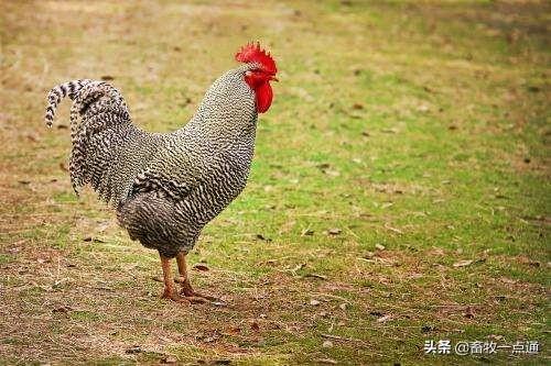 牛羊补硒吃什么饲料