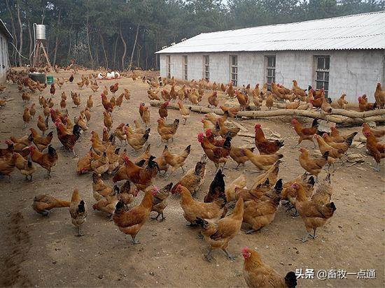 牛羊补硒吃什么饲料