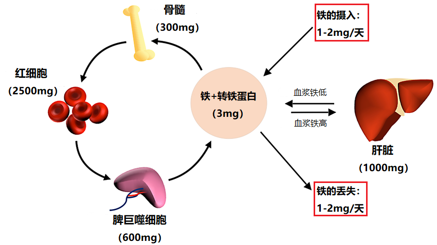 吃补铁药有什么副作用