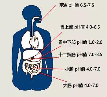 酸性体质可以补硒吗