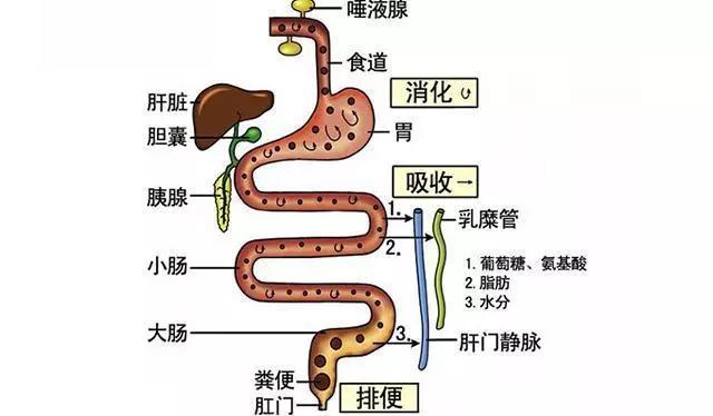 酸性体质可以补硒吗