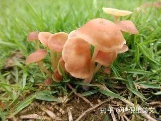 生物微量元素