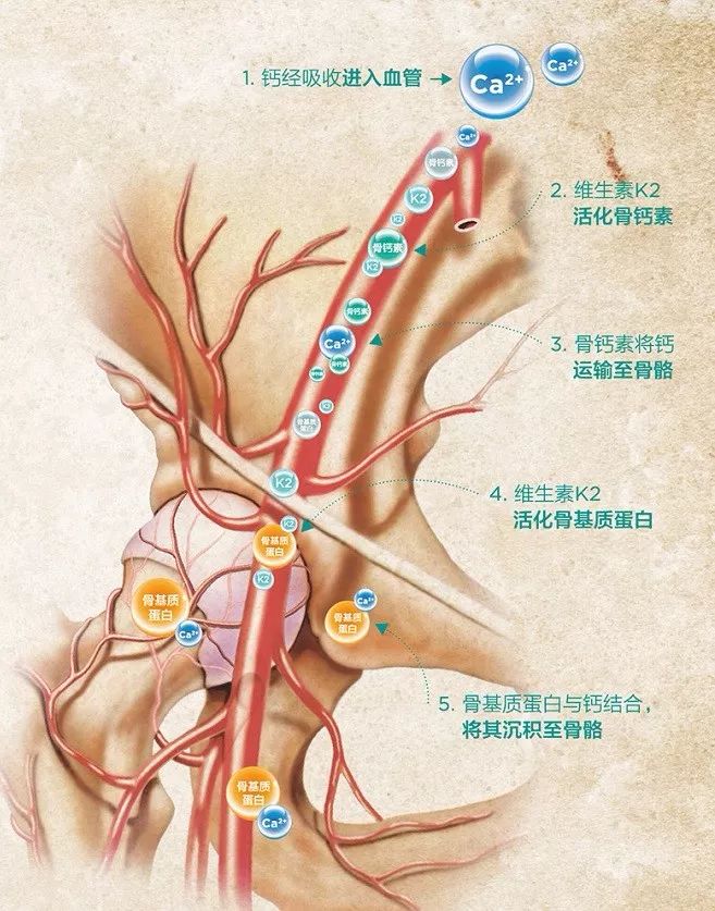 d3可以补钙吗