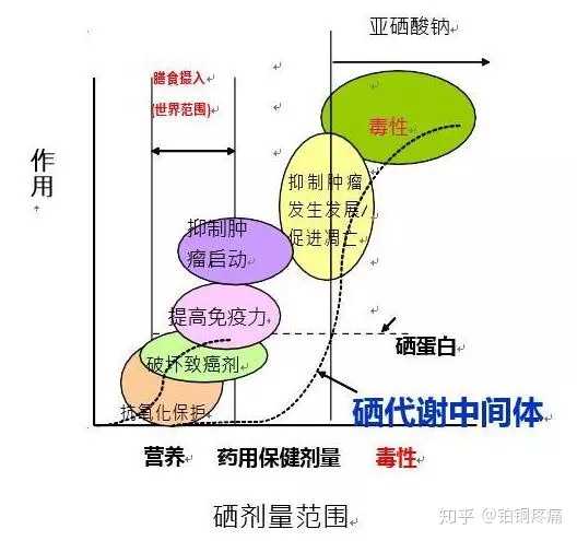 肝病补硒酵母的作用